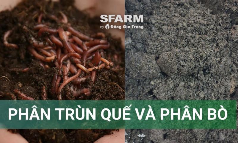 Cây trồng phát triển xanh tốt nhờ sử dụng phân trùn quế, minh chứng cho hiệu quả vượt trội của loại phân hữu cơ này