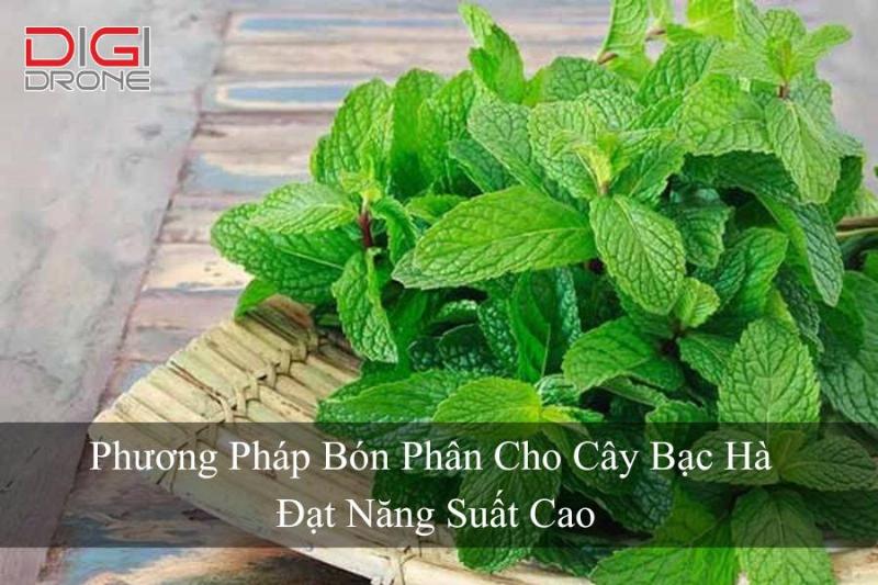 Chăm sóc cây bạc hà: tưới nước và bón phân