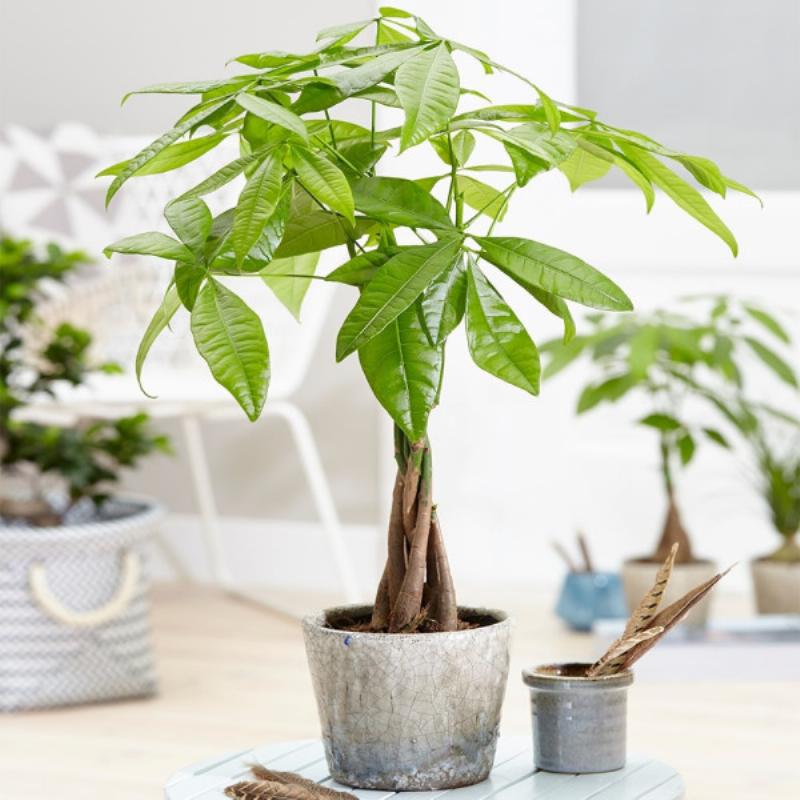 Chăm sóc cây kim ngân: Cắt tỉa cành lá