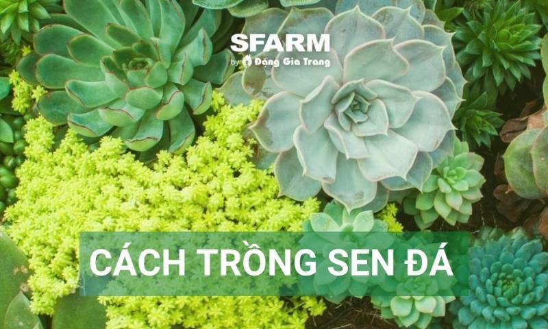 Minh họa cách kiểm tra rễ hoặc thay giá thể khi chăm sóc lan chuỗi ngọc đúng kỹ thuật giúp cây phát triển khỏe mạnh