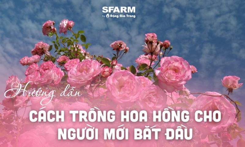 Hướng dẫn chăm sóc hoa hồng dễ trồng chi tiết cho người mới bắt đầu