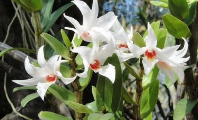 Chăm Sóc Hoa Phong Lan Nhất Điểm Hoàng Đúng Cách