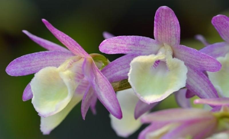 huong-dan-chon-chau-va-gia-the-cho-hoang-thao-voi