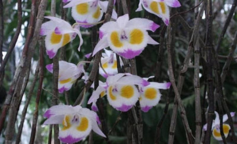 huong-dan-cham-soc-hoang-thao-voi-de-ra-hoa