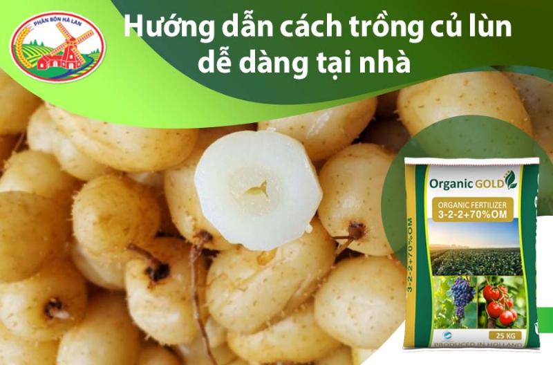 Một cây khoai sâm đất trưởng thành với thân lá xanh tốt, đang được tưới nước hoặc chăm sóc, cho thấy sự phát triển mạnh mẽ và khỏe mạnh của cây trong quá trình trồng khoai sâm đất