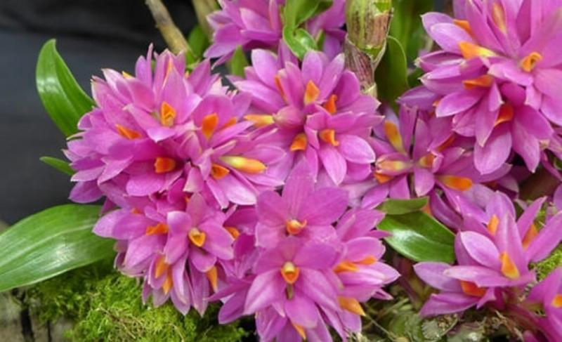 Cay lan Dendro Hibiki khoe manh dang no hoa ruc ro, thanh qua cua viec cham soc dung cach