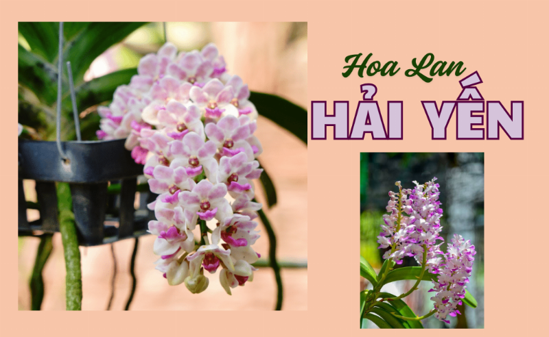 Cay lan Hai Yen khoe manh voi bo re trang, phat trien tot trong moi truong trong chau