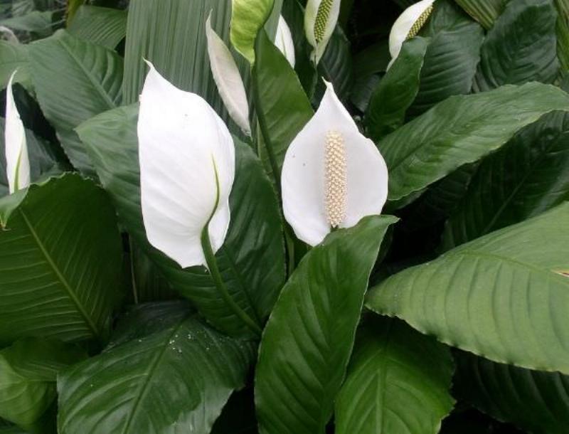 Cây Lan Ý (Spathiphyllum) khỏe mạnh với nhiều mặt hoa trắng rực rỡ trong chậu cảnh