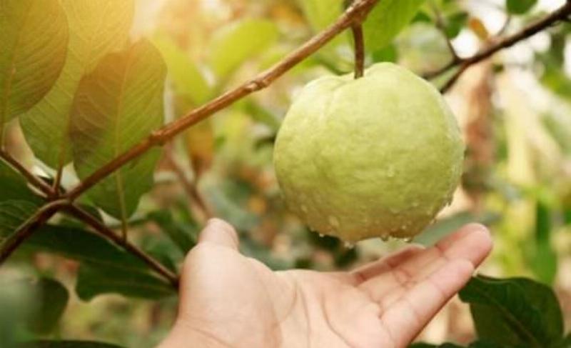 Chăm sóc ổi trong chậu