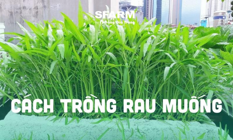 Chăm sóc rau muống tại nhà