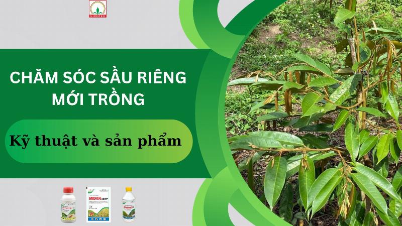 Chăm sóc cây sầu riêng con mới trồng cẩn thận