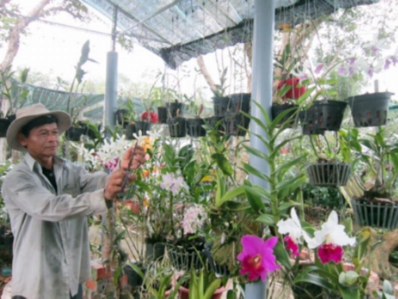 Chăm sóc vườn lan gia đình