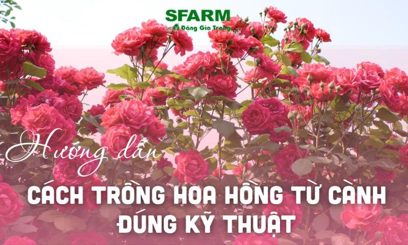 Cách chọn và cắt cành giâm hoa hồng đúng kỹ thuật để tỉ lệ ra rễ cao nhất
