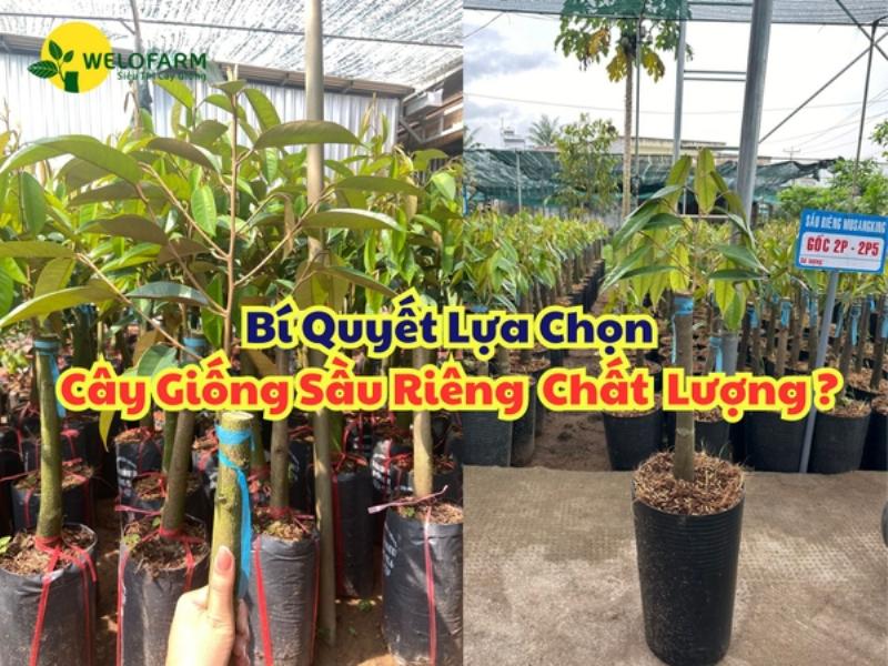Chọn cây sầu riêng con giống tốt khỏe mạnh trước khi trồng