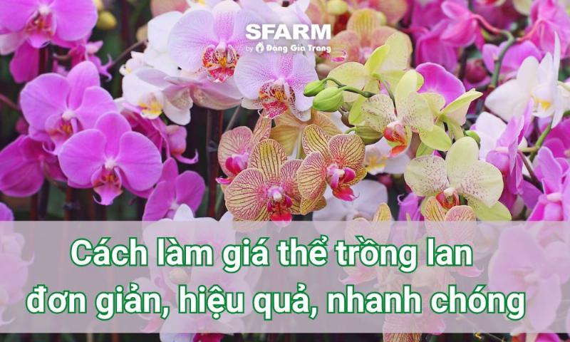 Lựa chọn và chuẩn bị giá thể trồng lan rừng mới mua như vỏ thông hoặc dớn để ghép cây