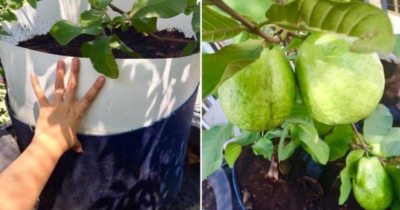Chọn giống ổi trồng chậu