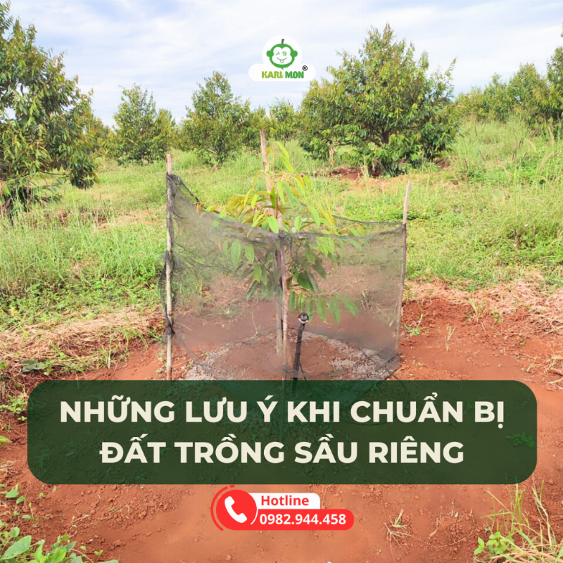 Chọn giống và xử lý đất trồng sầu riêng