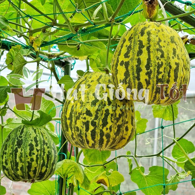 Chọn hạt giống cà chua bi chuẩn cho vụ mùa bội thu