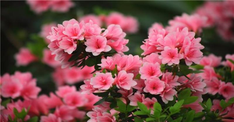 Hỗn hợp đất tơi xốp, giàu dinh dưỡng để trồng hoa vạn thọ cao giúp cây phát triển bộ rễ khỏe mạnh