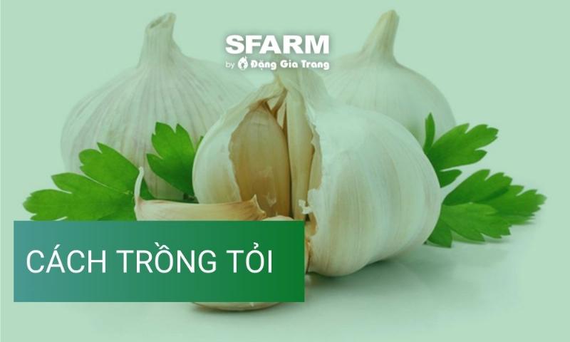 Chuẩn bị đất tơi xốp và dinh dưỡng cho kỹ thuật trồng tỏi tại nhà