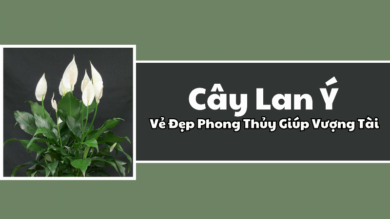 Đặt cây Lan Ý (Spathiphyllum) trong không gian sống, bên cạnh cửa sổ có ánh sáng nhẹ