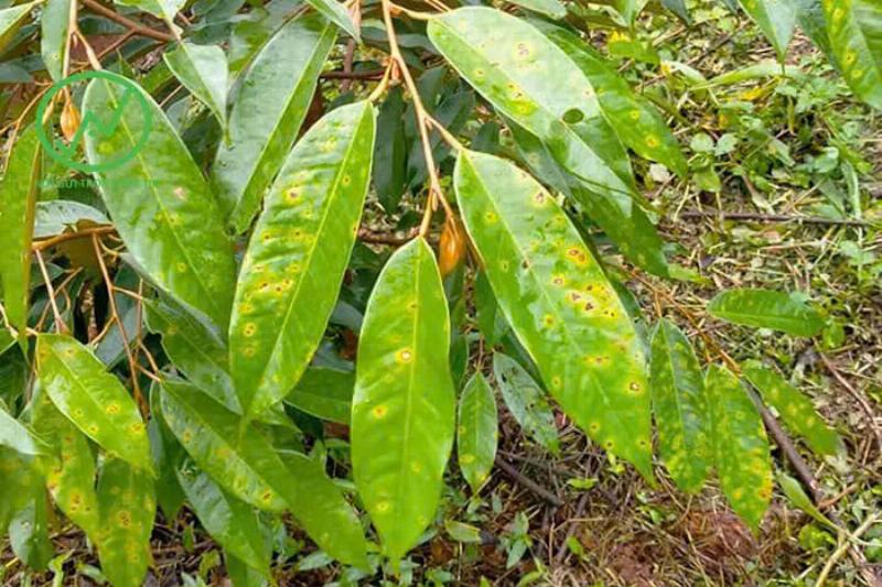 Một cây hoa hồng có dấu hiệu thiếu dinh dưỡng, lá vàng hoặc cháy mép, thể hiện nhu cầu bón phân hữu cơ như dịch chuối.