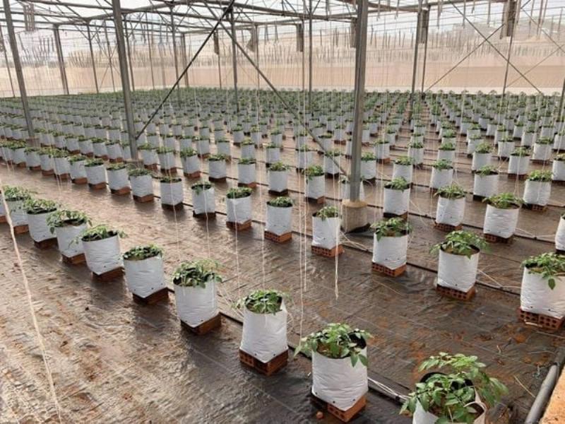 Gieo hạt đúng kỹ thuật ươm cây giống để đạt tỷ lệ nảy mầm cao
