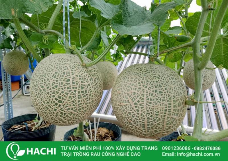 Hình ảnh các loại hạt giống dưa lưới phổ biến, đất trồng tơi xốp giàu dinh dưỡng và chậu trồng dưa lưới tại nhà