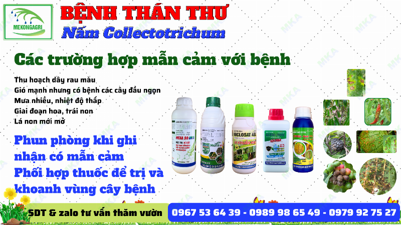 So sánh cây hoa hồng bị bệnh thán thư nặng và cây khỏe mạnh