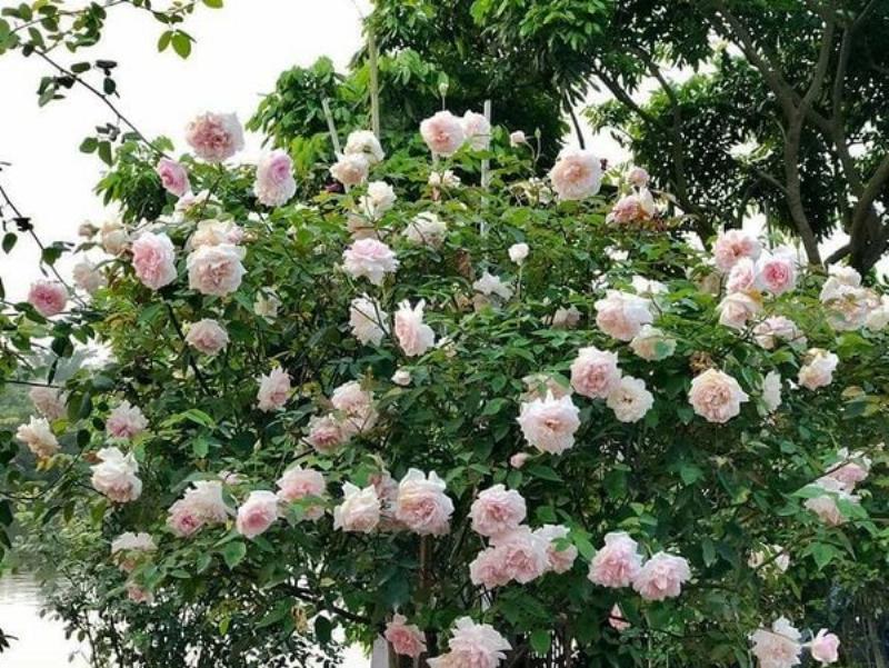 Vẻ đẹp mộc mạc của hoa hồng cổ Sapa, một trong những loại hoa hồng dễ trồng nhất