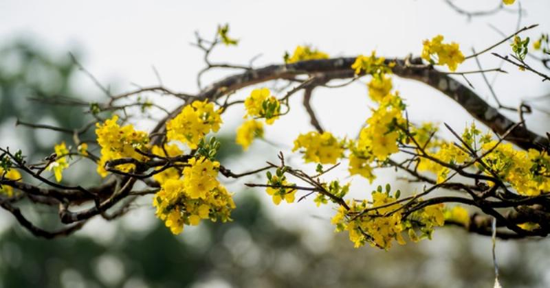 Hoa Phong Lan Nhất Điểm Hoàng Khoe Sắc Rực Rỡ