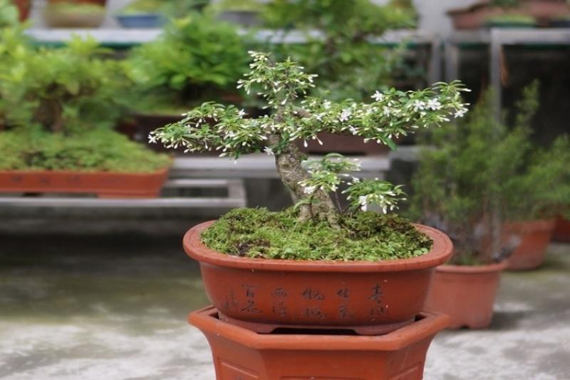 Hỗn Hợp Đất Trồng Mai Chiếu Thủy