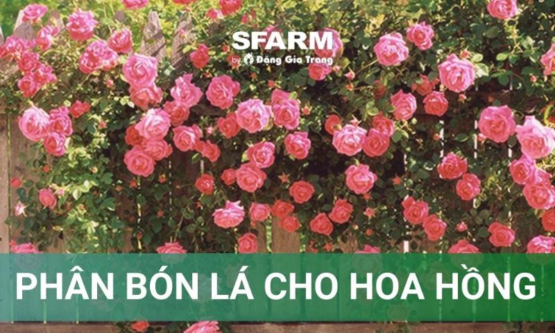 Chậu hoa hồng nở rộ với bông hoa to, màu sắc tươi tắn, là kết quả của việc bón dịch chuối