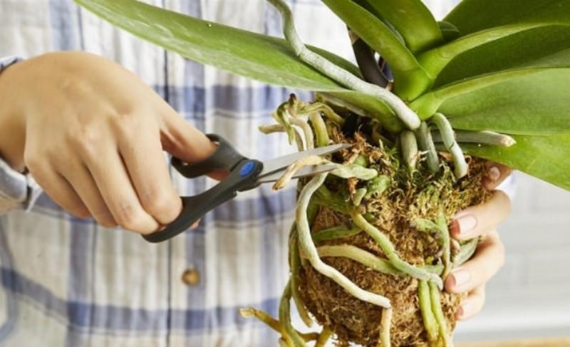 Kiểm tra và vệ sinh bộ rễ lan rừng mới mua trước khi ghép để tránh sâu bệnh và giúp cây phục hồi tốt nhất