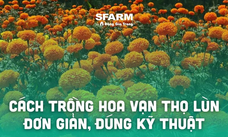Người làm vườn thực hiện kỹ thuật bấm ngọn cho cây hoa vạn thọ cao để thúc đẩy cây phân nhánh và tạo tán