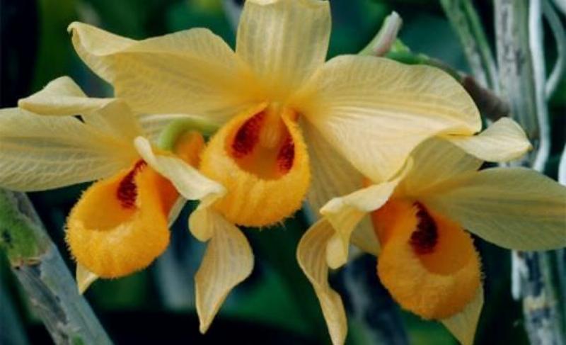 Người trồng đang kiểm tra độ ẩm giá thể lan hoàng thảo thái bình