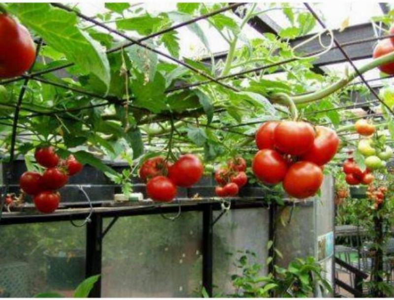 Hình ảnh cây con cà chua bạch tuộc khỏe mạnh sẵn sàng để cấy, thể hiện sự phát triển ban đầu cho kỹ thuật trồng cà chua bạch tuộc