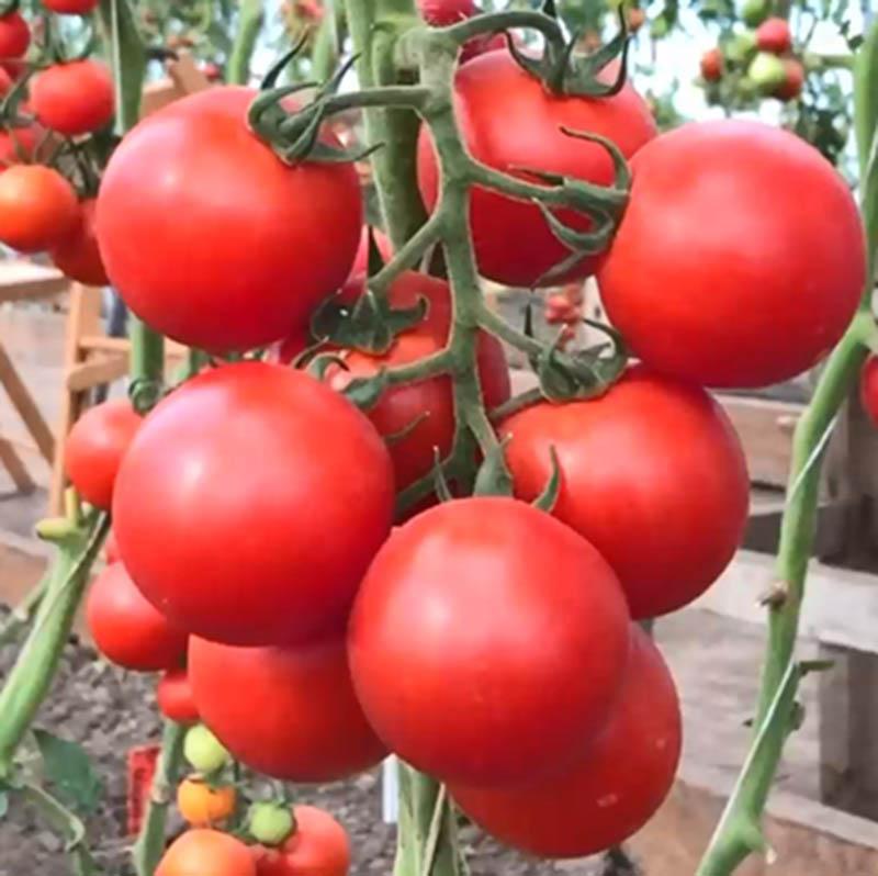 Hình ảnh những chùm cà chua bạch tuộc chín mọng trên giàn, sẵn sàng thu hoạch sau khi áp dụng kỹ thuật trồng cà chua bạch tuộc thành công