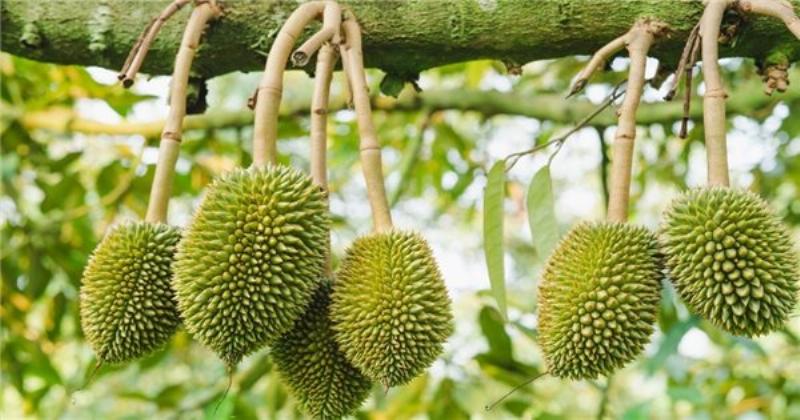 Kỹ thuật trồng sầu riêng: Hình ảnh minh họa các bước trồng cây con đúng kỹ thuật giúp cây phát triển tốt.