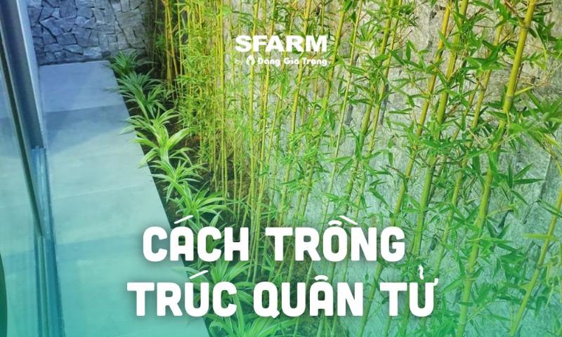 Kỹ thuật trồng trúc quân tử trong chậu