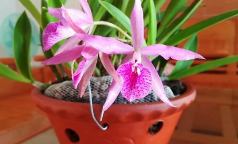 Lan Brassavola no hoa dep va toa huong thom ngat