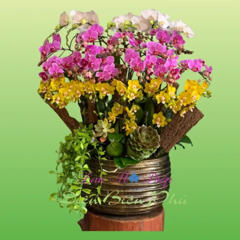 Ảnh cận cảnh hoa lan hồ điệp trắng và một số loại lan phổ biến khác trong bộ sưu tập