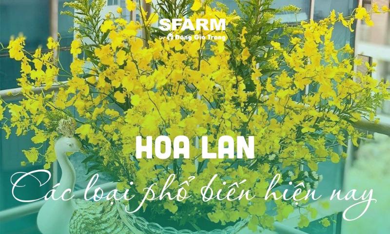 Hình ảnh lan hoàng thảo thái bình với bông hoa vàng trắng rủ xuống đẹp mắt