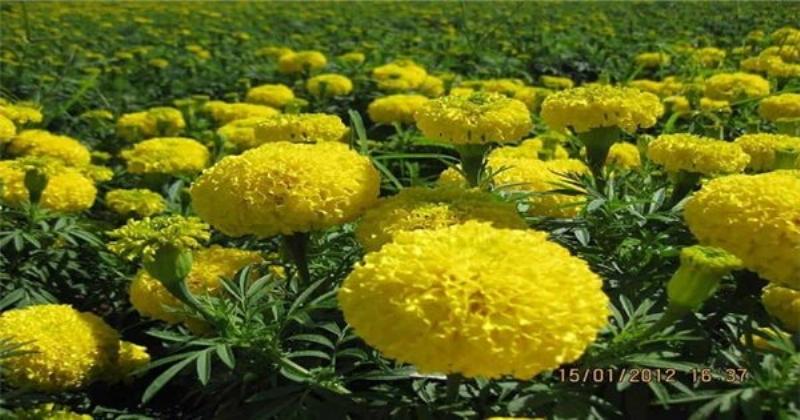 Một chậu lan hoàng thảo thái bình nở rộ hoa vào dịp tết nguyên đán