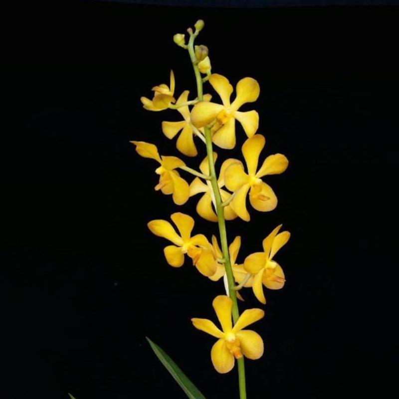 Lan Mokara Sắc Sỡ Hương Thơm