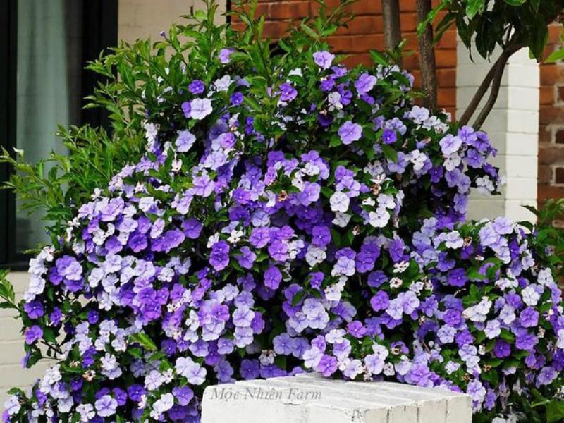 Cành giâm lan nữ hoàng bóng đêm khỏe mạnh sẵn sàng để trồng, đảm bảo thành công ban đầu