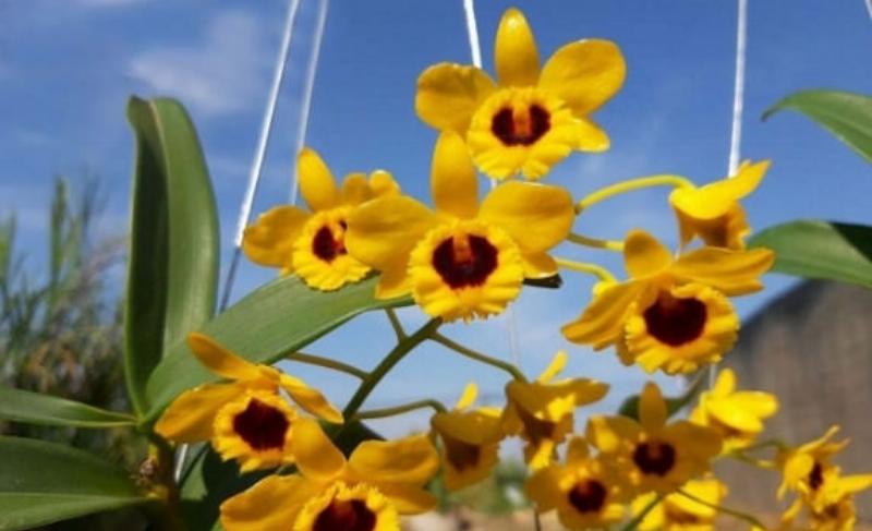 Mô tả hình ảnh cây lan thủy tiên rừng đang được ghép lên lũa, bộ rễ bám chắc khỏe mạnh