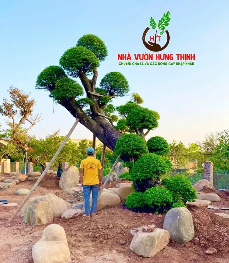 Cây Mai Chiếu Thủy Trong Nhà Gần Cửa Sổ