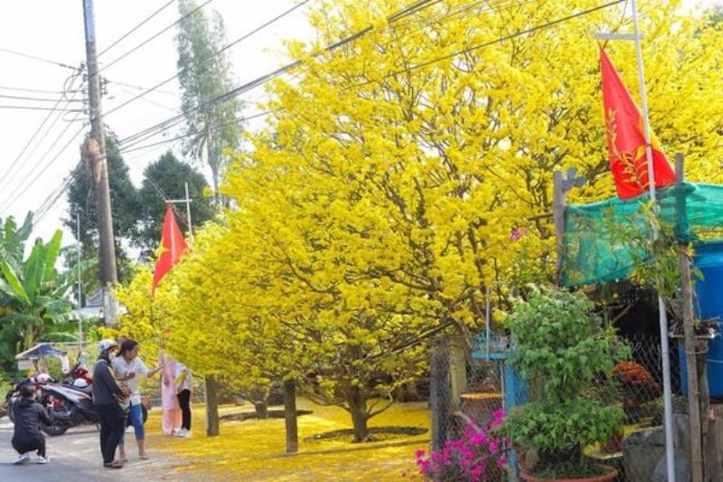 Mot nguoi dang nhe nhe tuoi nuoc cho goc cay mai vang trong chau bang binh tuoi, kiem tra do am dat