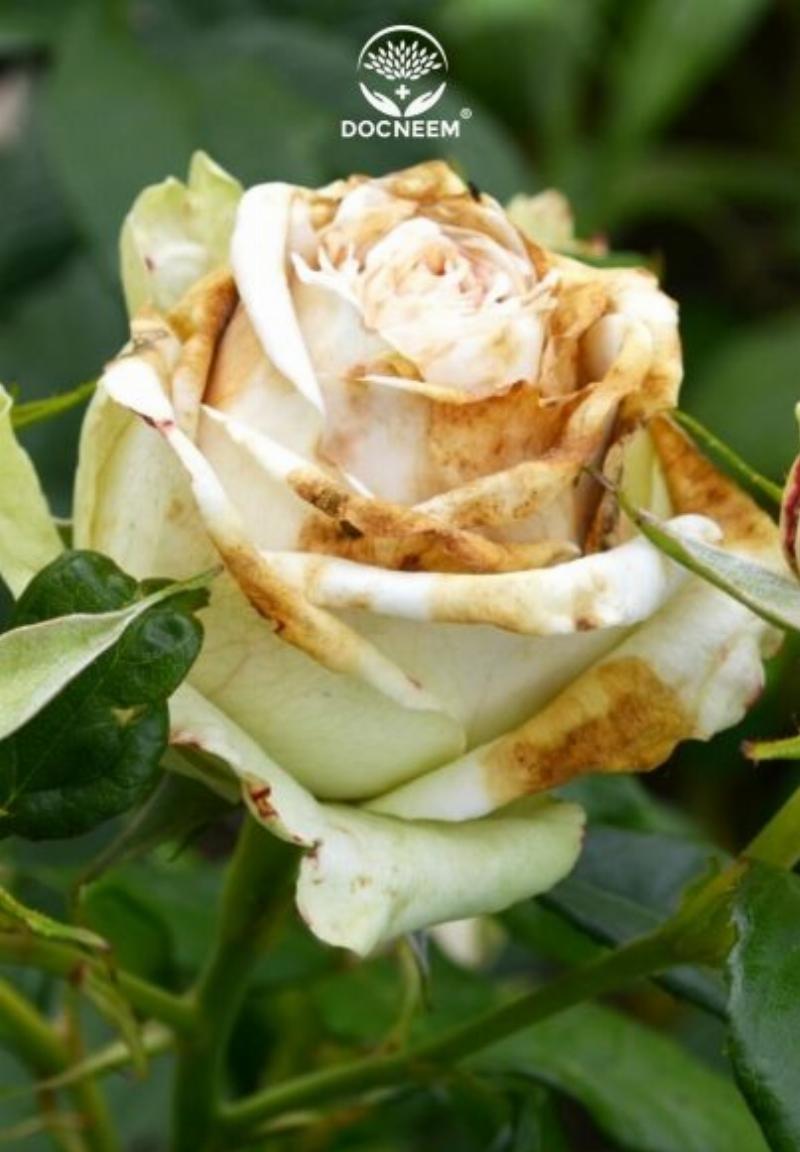Triệu chứng bệnh phấn trắng và rỉ sắt trên lá hoa hồng, hai loại bệnh phổ biến